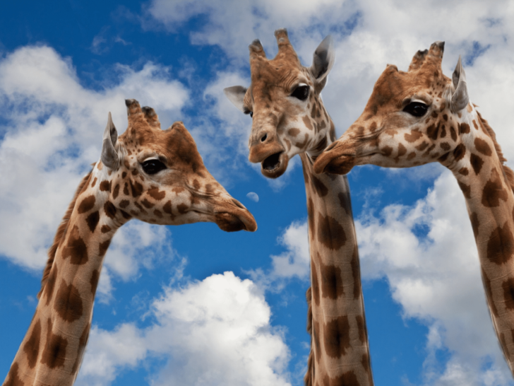 33 Creative Dialogue Prompts for your Writing Inspiration