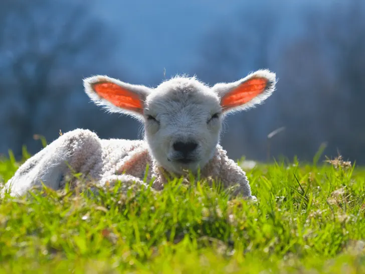 spring writing prompts