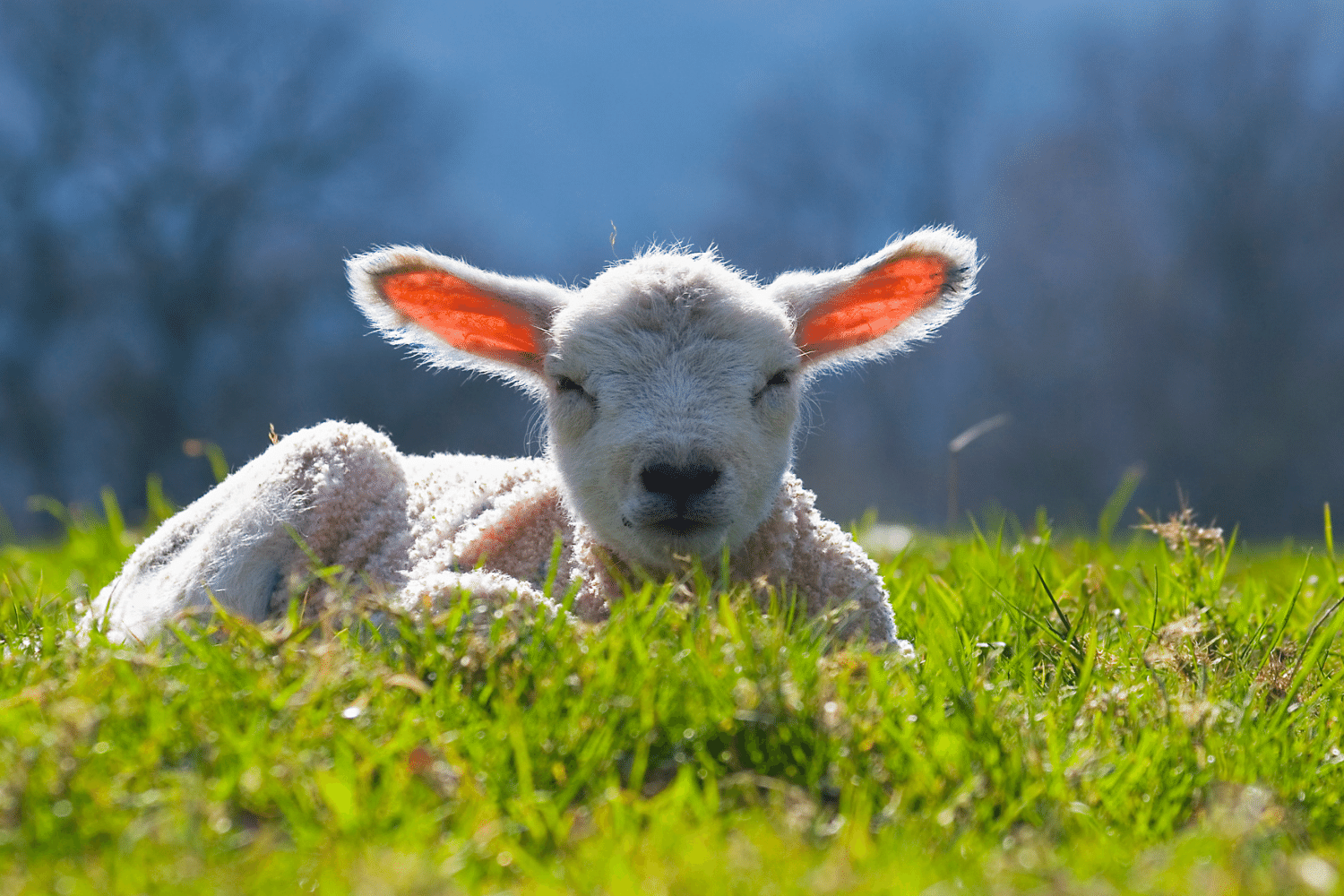 spring writing prompts