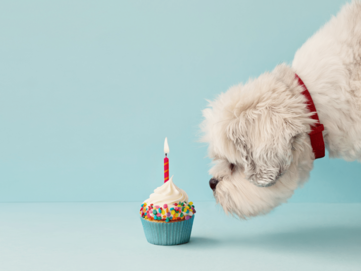Reflecting on Another Year: 54 Birthday Journal Prompts