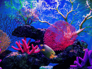 What Is Ecotourism And Why Is It Important