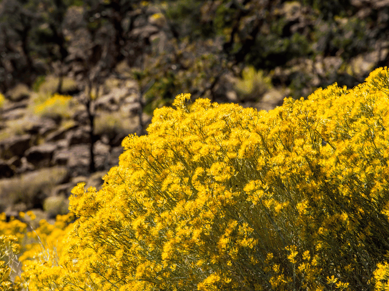 The Secrets of the California Countryside