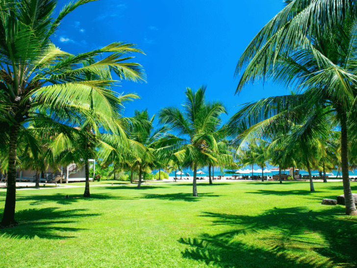 Embrace the Coastal Charm: Refreshing Beach Landscaping Ideas