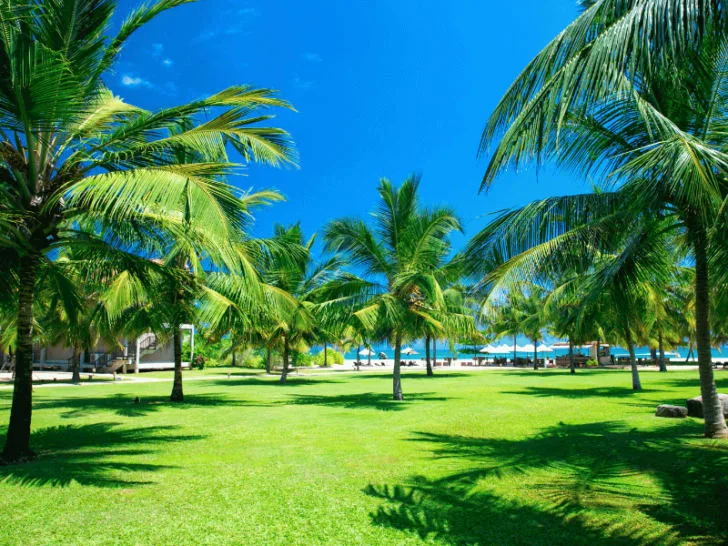A grassy area with palm trees, encompassing coastal charm and refreshing beach landscaping ideas.