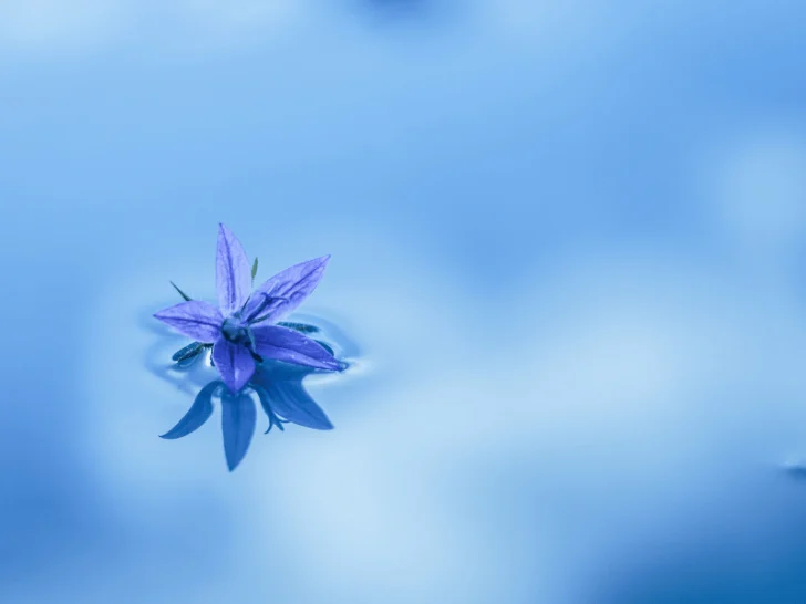 A blue flower is floating in the water.