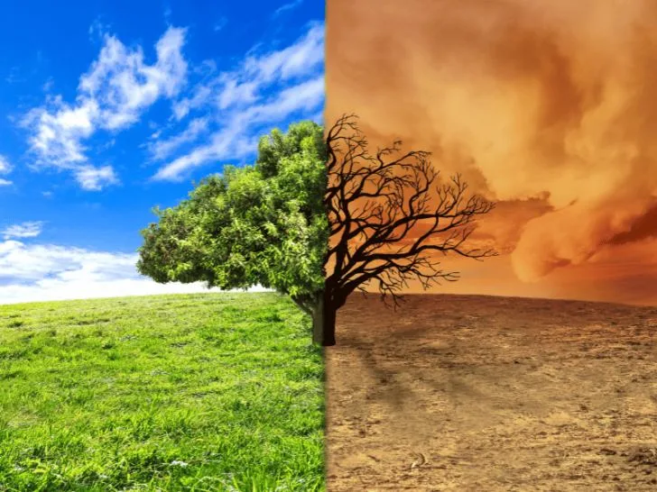 The impact of climate change on a solitary tree in an open field.