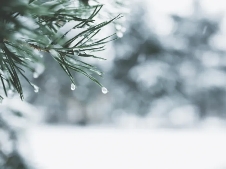 A close up of a snow-covered pine tree in winter.
