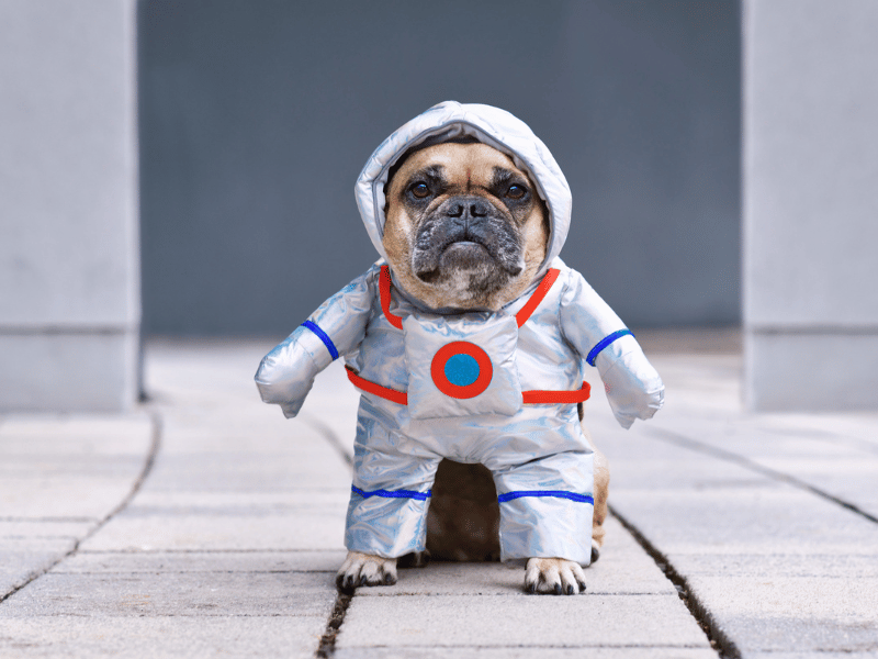 A futuristic dog dressed up as an astronaut, offering a glimpse into what dogs may resemble in 100 years.