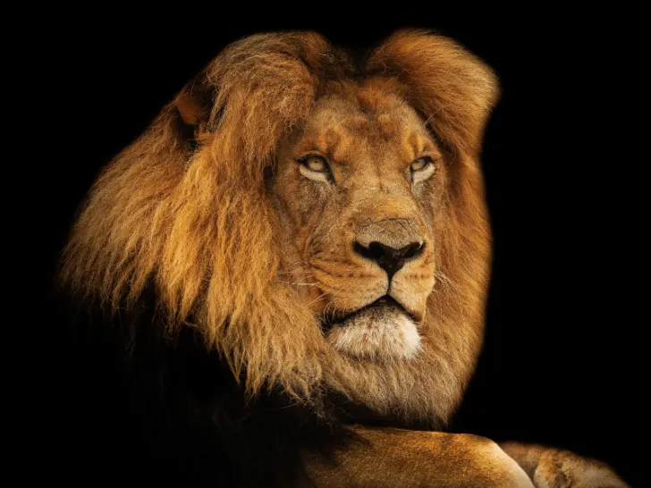A lion is sitting on a background.