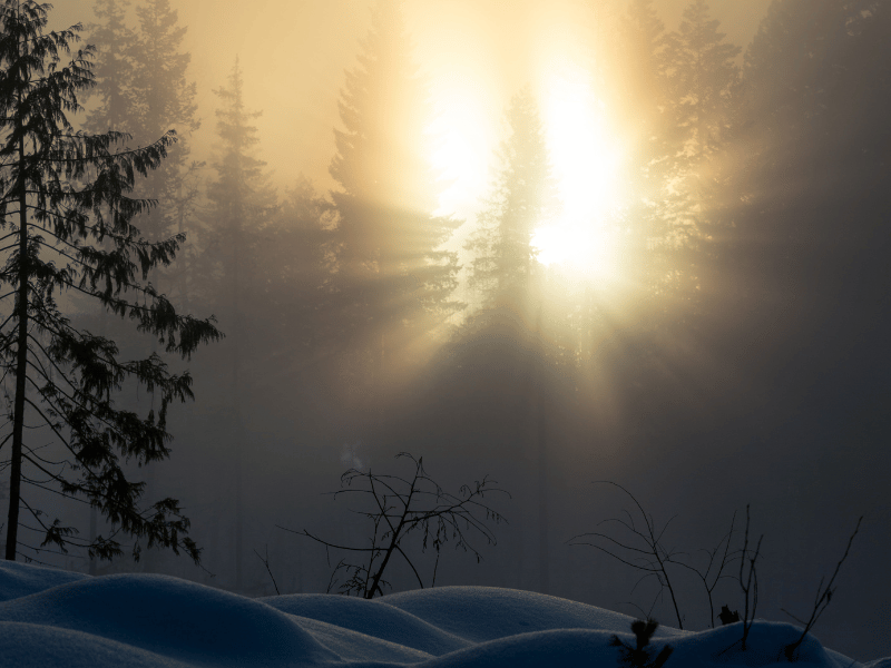 A forest where a supernatural creature lives