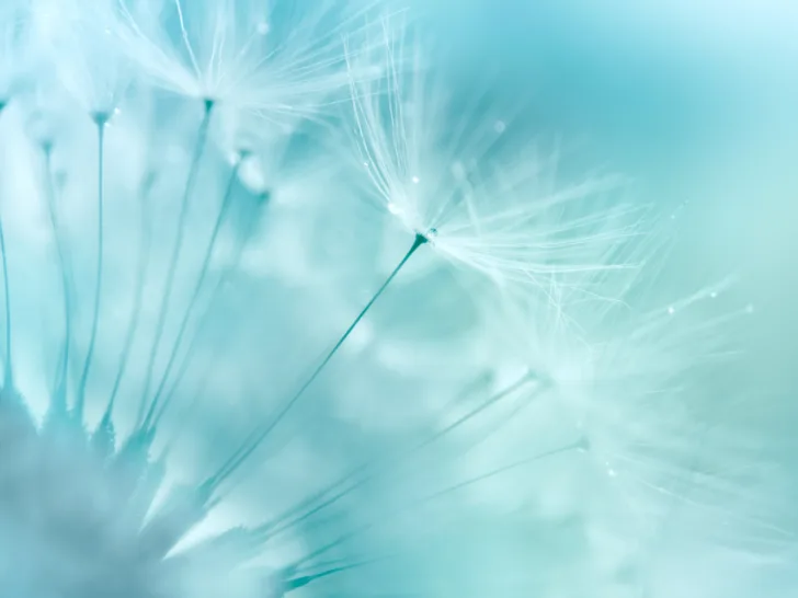 A close up image of a dandelion.