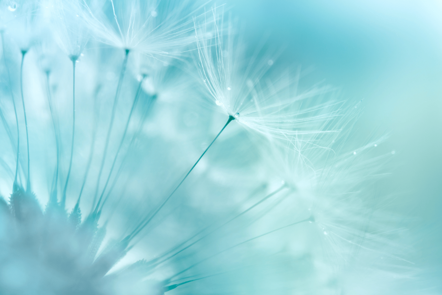A close up image of a dandelion.